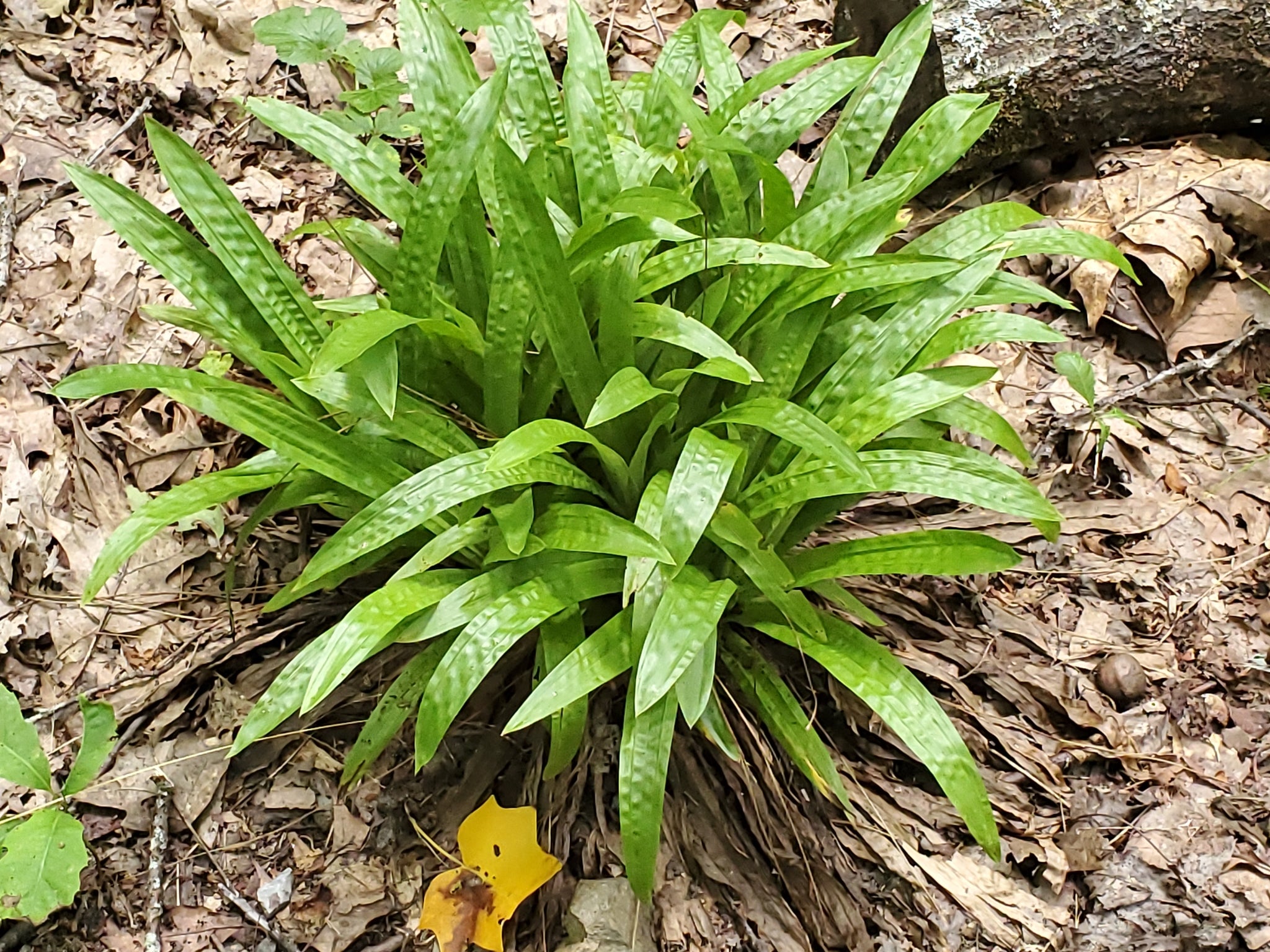 Plantain-Leaf Sedge (Carex plantaginea)