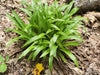 Plantain-Leaf Sedge (Carex plantaginea)