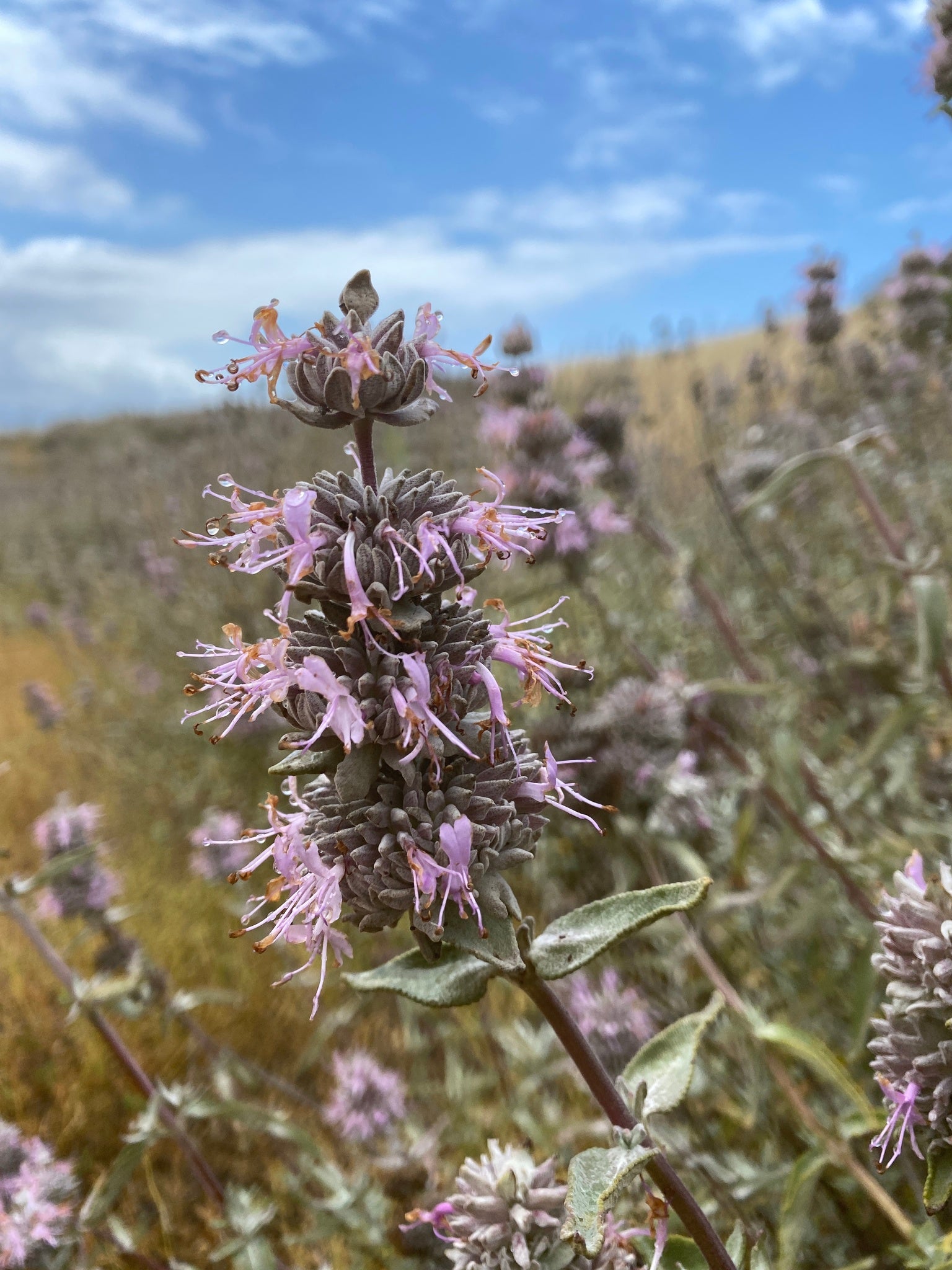 Purple Sage (Salvia leucophylla)