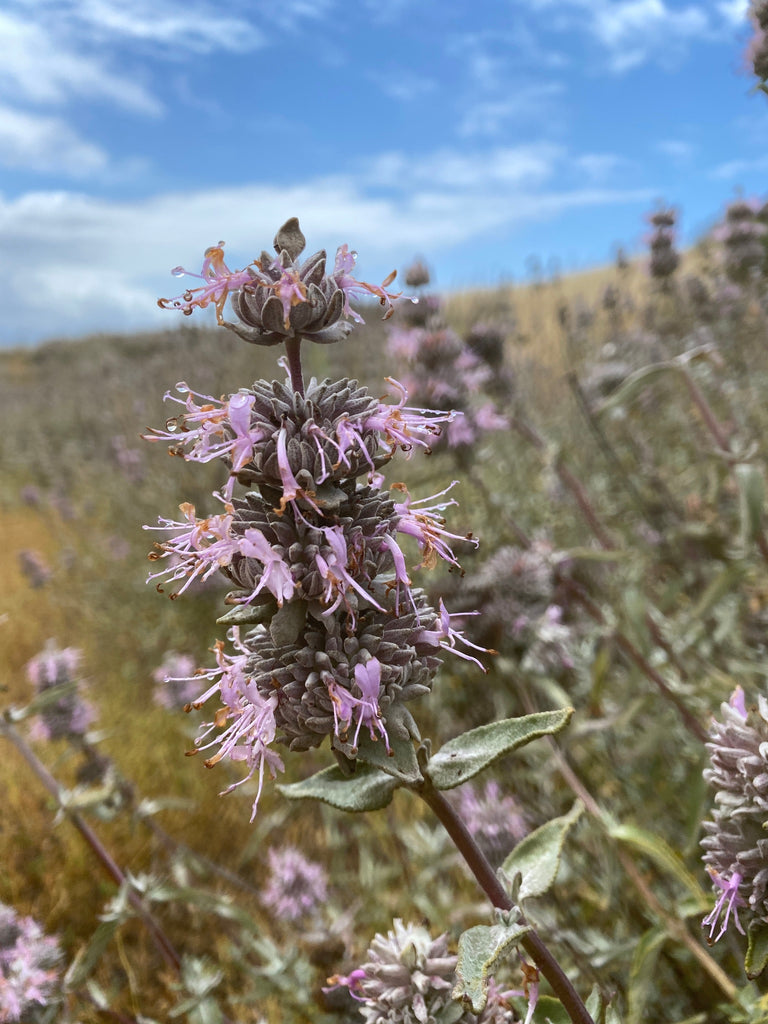 Purple Sage (Salvia leucophylla)