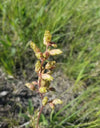 Prairie Alumroot (Heuchera richardsonii)