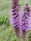Prairie Blazing Star (Liatris pycnostachya)