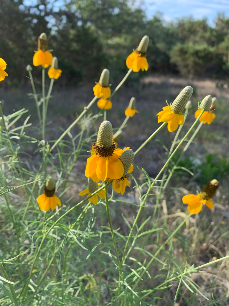 Prairie Coneflower (Ratibida columnifera)