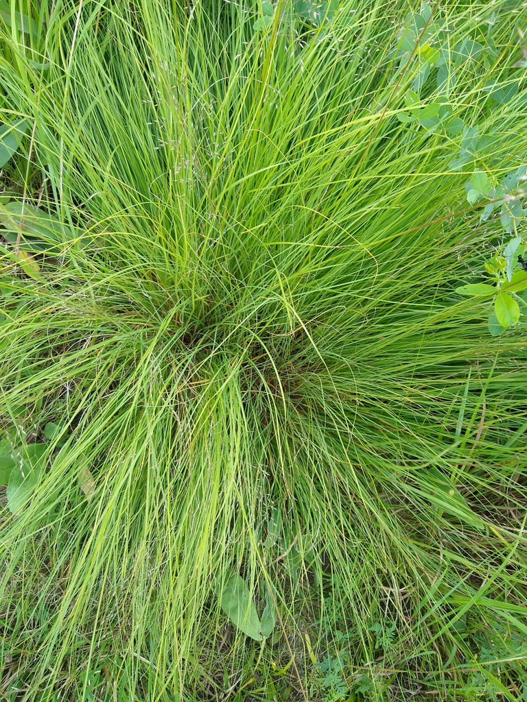 Prairie Dropseed (Sporobolus heterolepis)