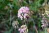 Prairie Onion (Allium stellatum)