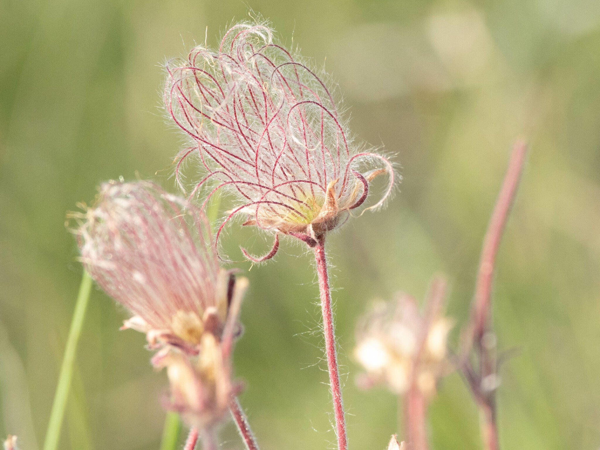 Prairie Smoke (Geum triflorum)