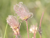 Prairie Smoke (Geum triflorum)