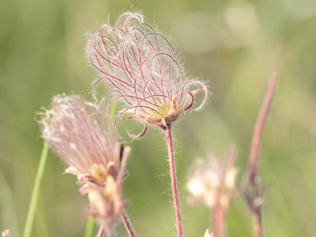 Prairie Smoke (Geum triflorum)