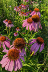 Purple Coneflower (Echinacea purpurea)