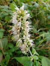 Purple Giant Hyssop (Agastache scrophulariifolia)