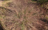Purple Lovegrass (Eragrostis spectabilis)