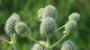 Rattlesnake Master (Eryngium yuccifolium)