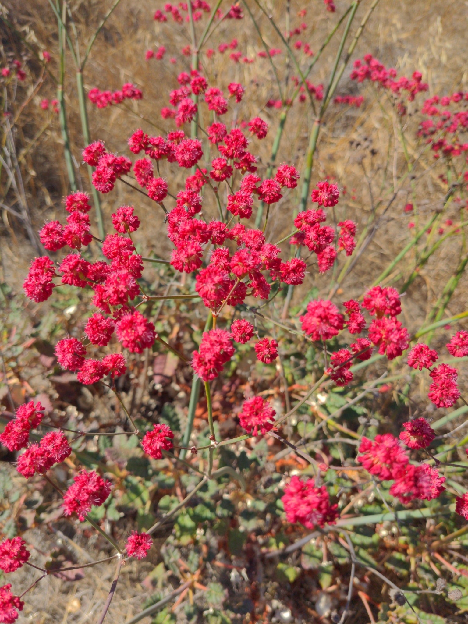 Red-Flowered Buckwheat (Eriogonum grande var rubescens)