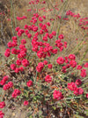 Red-Flowered Buckwheat (Eriogonum grande var rubescens)