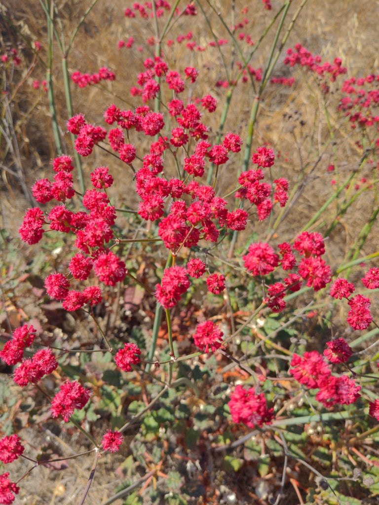 Red-Flowered Buckwheat (Eriogonum grande var rubescens)