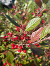 Red Chokeberry (Aronia arbutifolia)