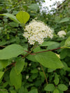 Red-Osier Dogwood (Cornus sericea)