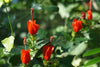 Red Turk’s Cap (Malvaviscus arboreus var. drummondii)
