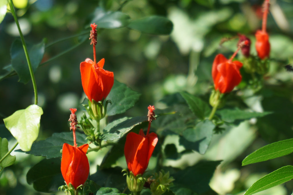Red Turk’s Cap (Malvaviscus arboreus var. drummondii)