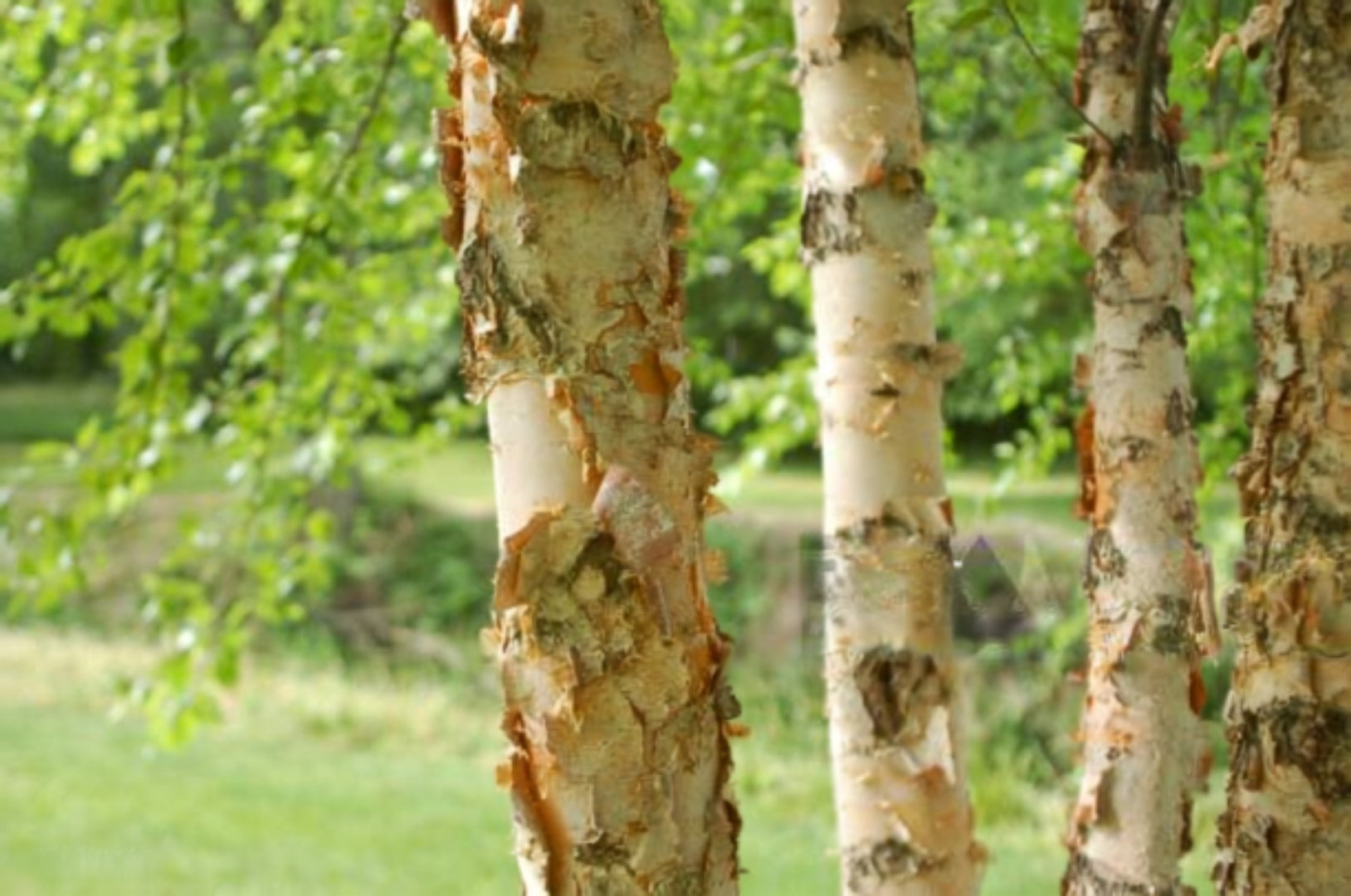 River Birch (Betula nigra)