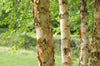 River Birch (Betula nigra)