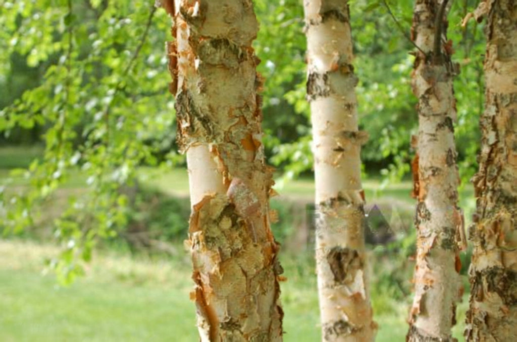 River Birch (Betula nigra)