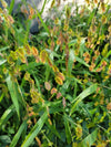 River Oats (Chasmanthium latifolium)