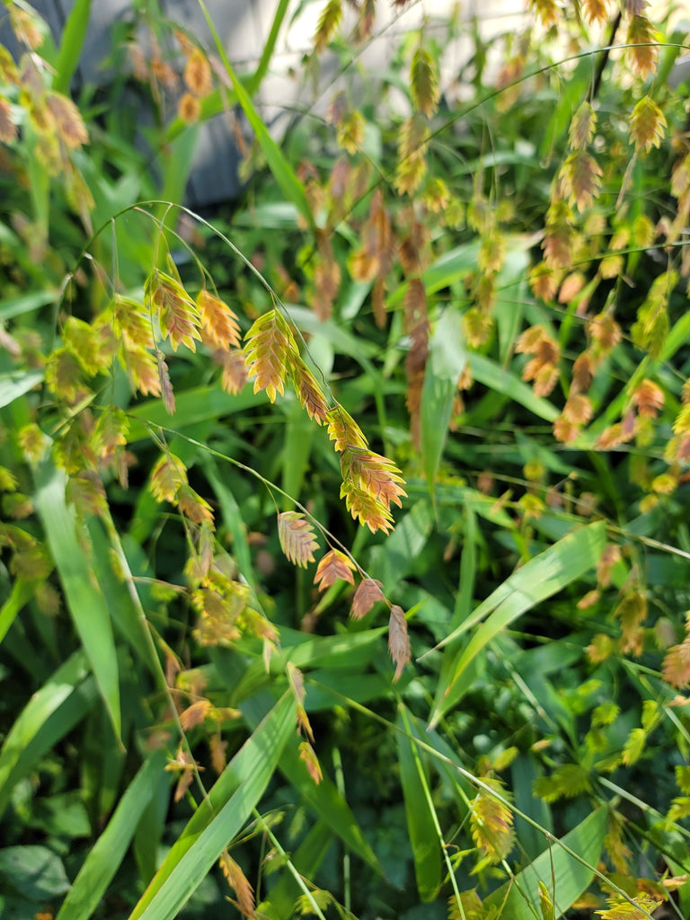 River Oaks (Chasmanthium latifolium)