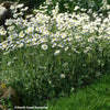 Robin’s Plantain ‘Lynnhaven Carpet’ (Erigeron pulchellus ‘Lynnhaven Carpet’)