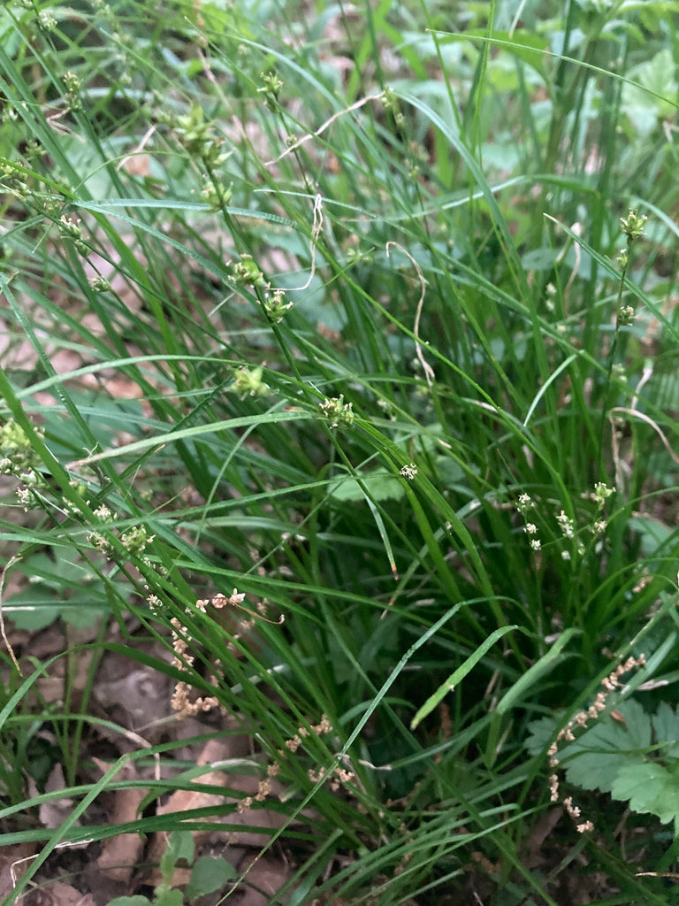 Rosy Sedge (Carex rosea)