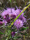 Rough Blazing Star (Liatris aspera)