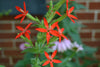 Royal Catchfly (Silene regia)