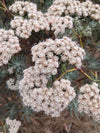 Santa Cruz Island Buckwheat (Eriogonum arborescens)