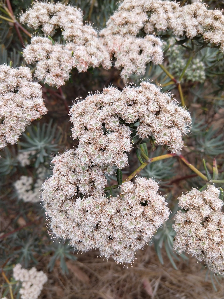 Santa Cruz Island Buckwheat (Eriogonum arborescens)