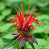 Scarlet Beebalm 'Jacob Cline' (Monarda didyma 'Jacob Cline')