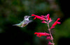 Scarlet Sage (Salvia coccinea)