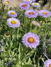 Seaside Daisy (Erigeron glaucus)