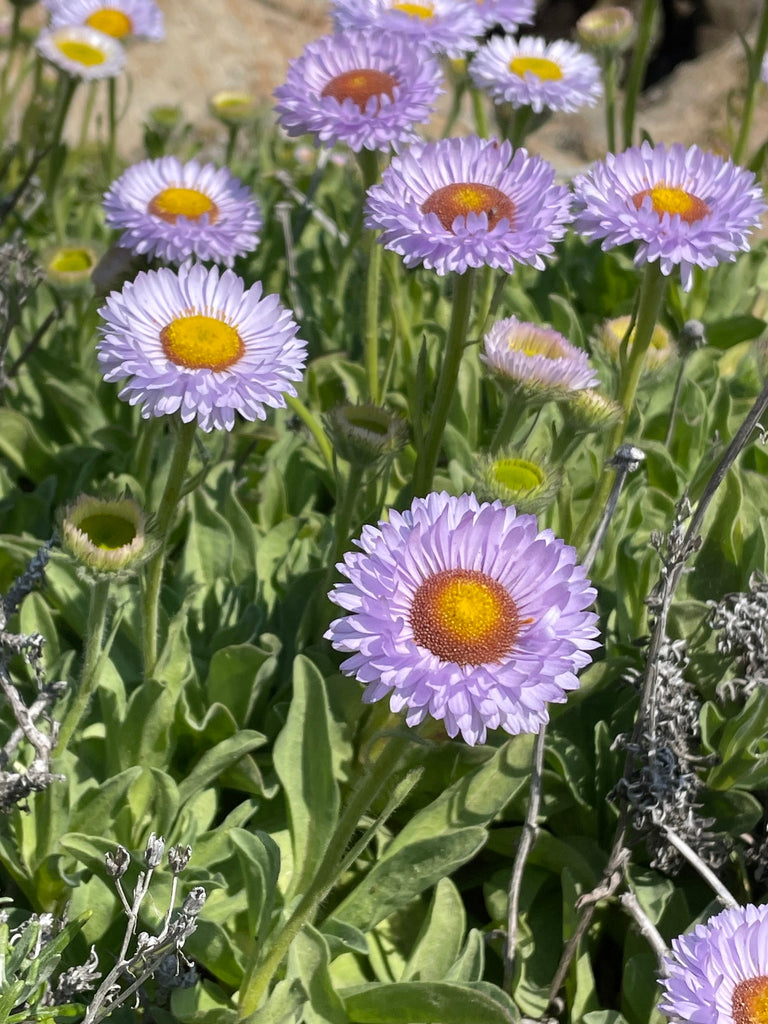 Seaside Daisy (Erigeron glaucus)