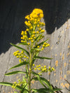 Seaside Goldenrod (Solidago sempervirens)