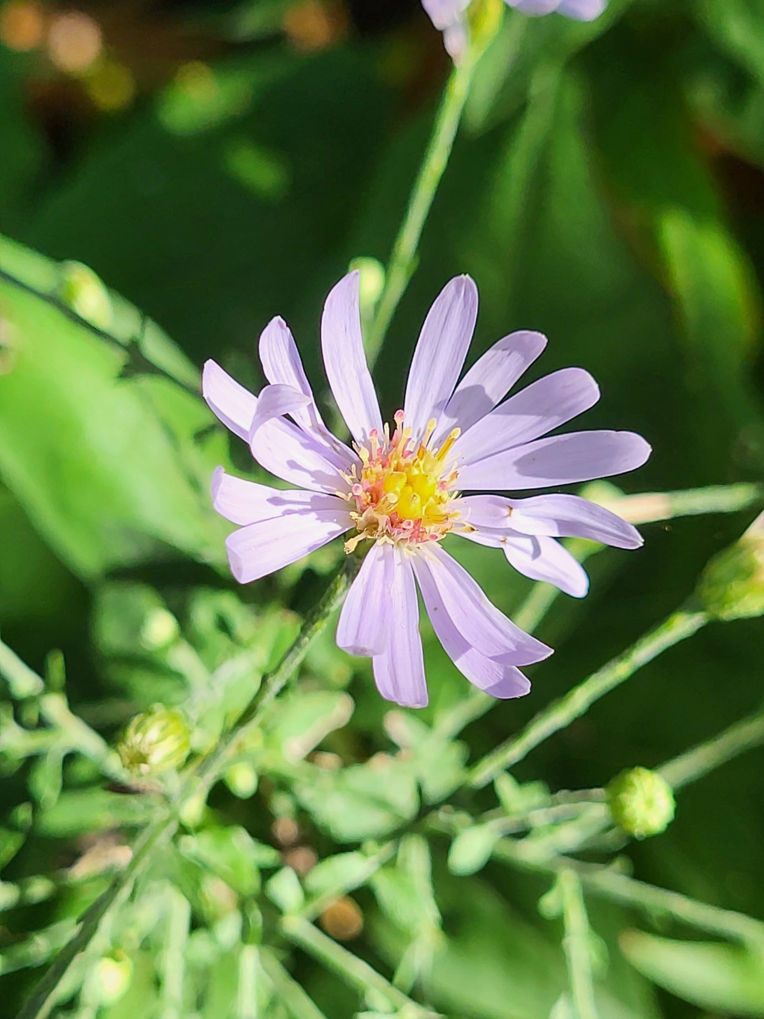 Short's Aster (Symphyotrichum shortii)