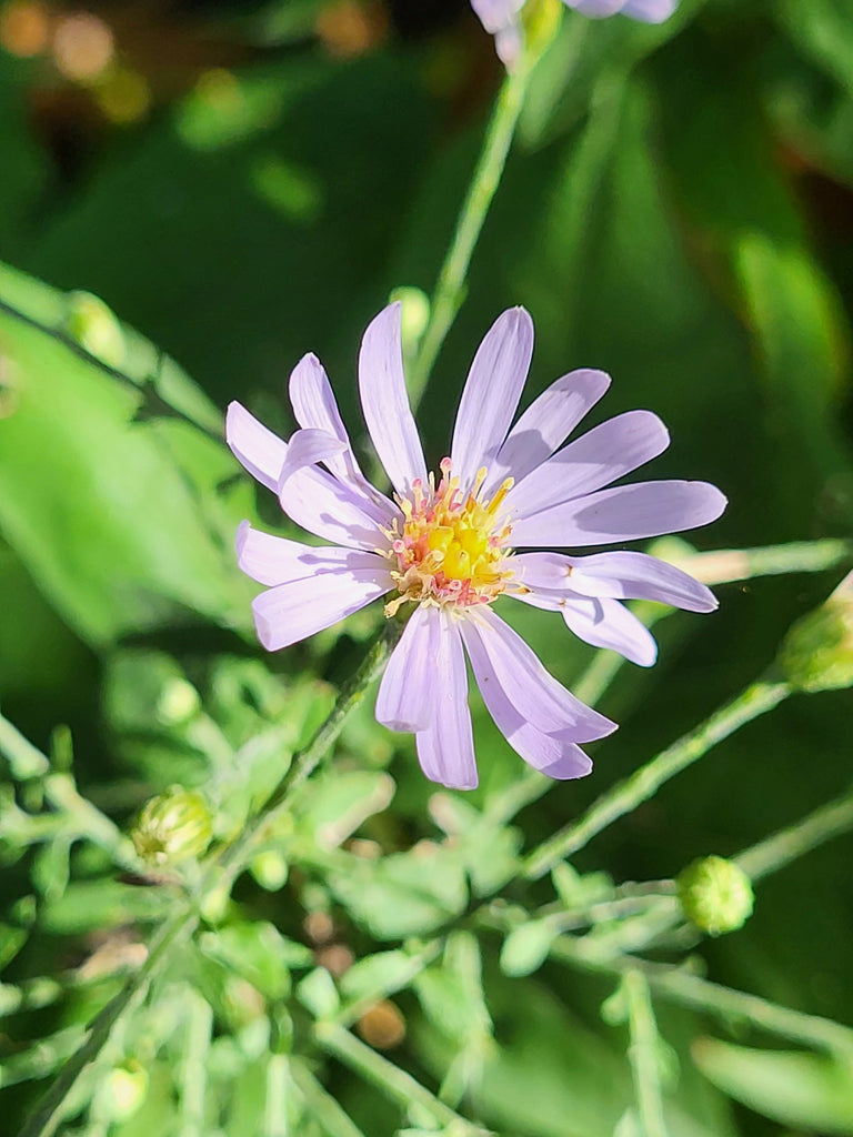 Short's Aster (Symphyotrichum shortii)