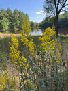 Showy Goldenrod (Solidago speciosa)