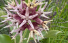 Showy Milkweed (Asclepias speciosa)