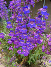 Showy Penstemon (Penstemon spectabilis)