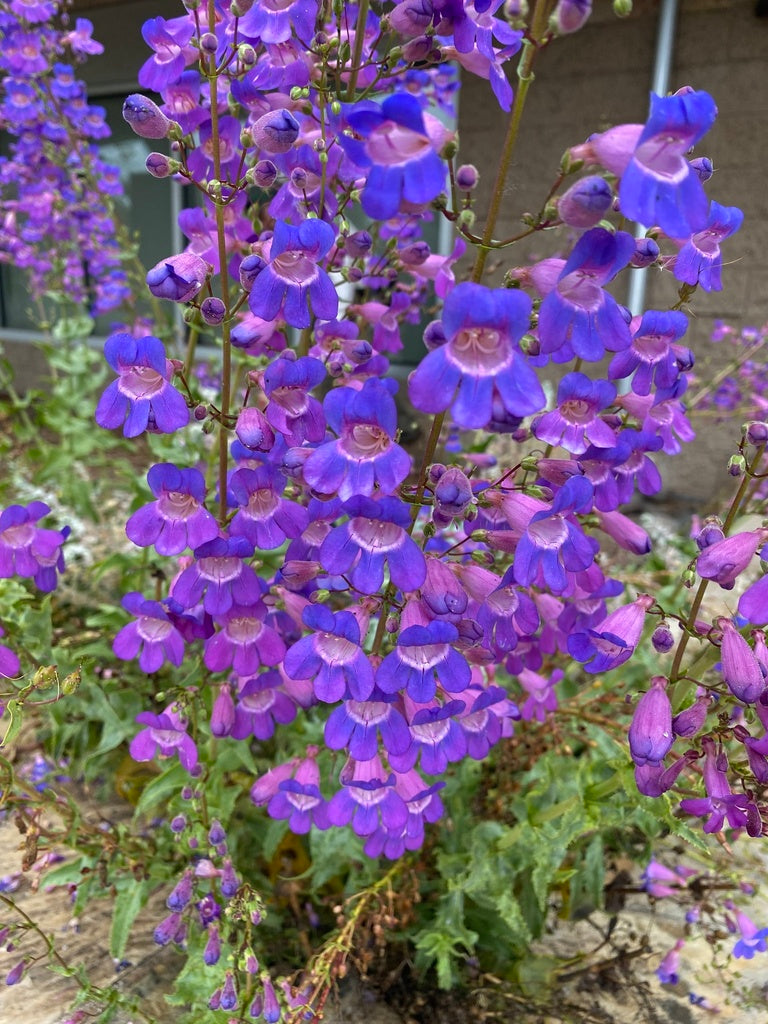Showy Penstemon (Penstemon spectabilis)