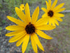 Showy Sunflower (Helianthus pauciflorus)