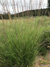 Sideoats Grama (Bouteloua curtipendula)