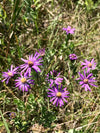 Silky Aster (Symphyotrichum sericeum)