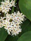 Silky Dogwood (Cornus amomum)