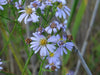Sky Blue Aster (Symphyotrichum oolentangiense)